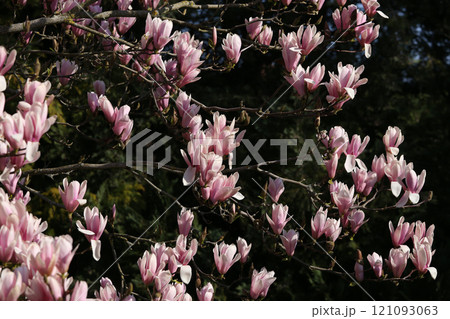 Magnolia tree flowers at spring 121093063