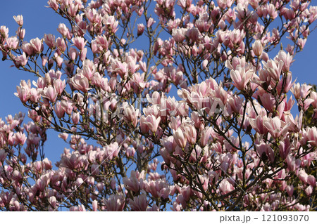 Magnolia tree flowers at spring Magnolia tree flowers at spring 121093070