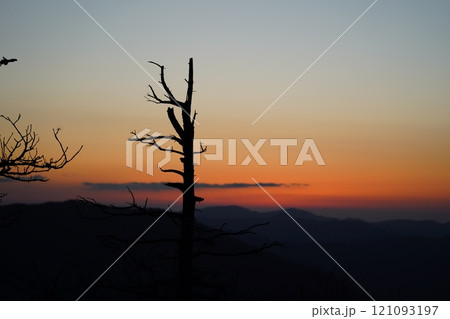 A majestic standing dead tree standing alone against the backdrop of a high mountain sunset 121093197