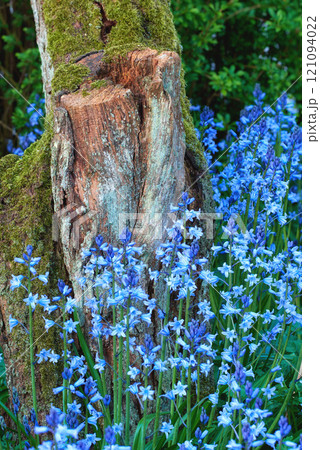 Bunch of blue flowers growing around a mossy stump. Wild bluebell plants surrounded by a decaying lichen covered tree trunk in spring. Colorful leafy blossoms blooming in a botanical garden or forest Bunch of blue flowers growing around a mossy stump. Wild bluebell plants surrounded by a decaying lichen covered tree trunk in spring. Colorful leafy blossoms blooming in a botanical garden or forest 121094022