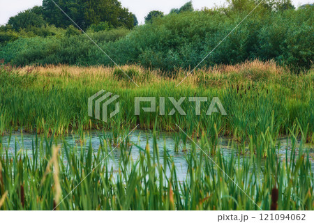Landscape of overgrown lake with reeds near a lush forest of greenery. Calm lagoon or swamp with wild grass and cattails in Denmark. Peaceful and secluded marsh land. Scenic wild nature background 121094062