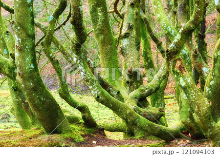 A group of mossy tree trunks covered in algae growing in a forest in summer. Various green bare stumps near a field in a nature background. Misshapen strange plants in a mysterious landscape outside A group of mossy tree trunks covered in algae growing in a forest in summer. Various green bare stumps near a field in a nature background. Misshapen strange plants in a mysterious landscape outside 121094103
