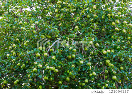 Natural and delicious green apple harvest in the apple tree garden. Green staples are in a process of ripening among the branches and green leaves of the trees in an apple orchard on a sunny day. Natural and delicious green apple harvest in the apple tree garden. Green staples are in a process of ripening among the branches and green leaves of the trees in an apple orchard on a sunny day. 121094137