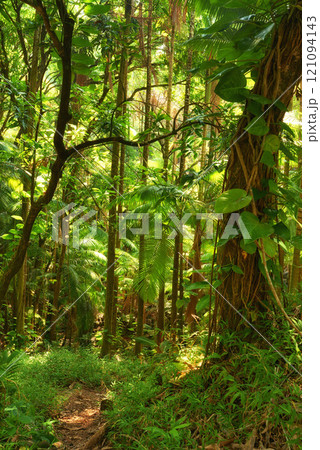 Trees of the green lush rainforest in Hawaii, USA. Footpath through a jungle forest as the sun peeks through trees in the summertime. Rays light into organic forest. Nature wood in the countryside Trees of the green lush rainforest in Hawaii, USA. Footpath through a jungle forest as the sun peeks through trees in the summertime. Rays light into organic forest. Nature wood in the countryside 121094143