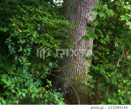 My garden. Scenic forest of fresh green deciduous trees with the sun casting its rays of light through the foliage. The forest has birch trees on both sides with lots of green leaves, and branches. 121094144