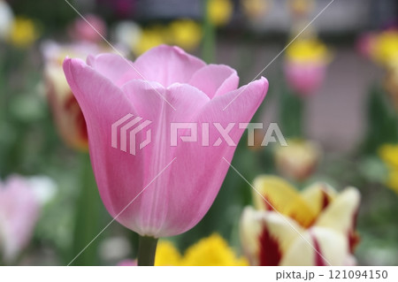 Close up of a double tulip flower on a spring day, natural sunlight. 121094150