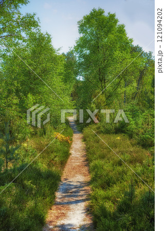 Countryside narrow straight dirt road. Beautiful landscape view of a row of trees and a road in the forest. Narrow dirt road passing through autumn-colored trees with lots of leaves on the ground 121094202