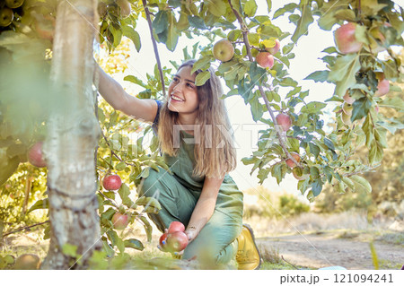 Young cheerful woman picking apples from a tree. Happy female grabbing fruits in an orchard during harvest season. Fresh red apples growing on a farmland. Farmer harvesting fruit from trees on a farm 121094241