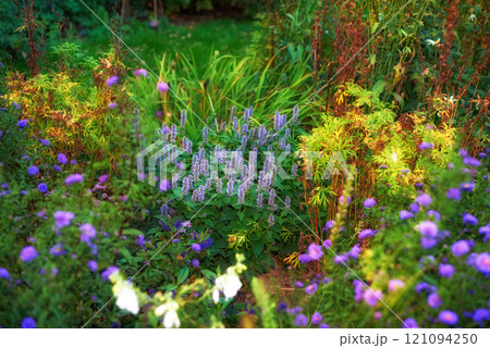 Overgrown garden with various plants. Lush green backyard with red flowering bushes and bright purple blooms. Different herbs and wild flowers growing in a park. Vibrant nature scene with copy space Overgrown garden with various plants. Lush green backyard with red flowering bushes and bright purple blooms. Different herbs and wild flowers growing in a park. Vibrant nature scene with copy space 121094250