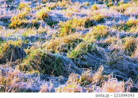 Closeup of overgrown green grass growing on a marsh or swamp in Norway. Textured background of an uncultivated bog and wetland in a remote area. Wild plant life creeping and covering a damp ground 121094343