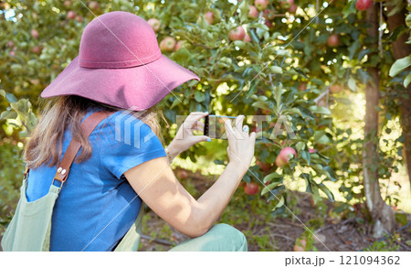 Farmer and tourist capturing pictures of fruit for harvest. One woman taking photos on a phone for social media of fresh ripe apples growing on trees in a sustainable orchard outside from the back. Farmer and tourist capturing pictures of fruit for harvest. One woman taking photos on a phone for social media of fresh ripe apples growing on trees in a sustainable orchard outside from the back. 121094362