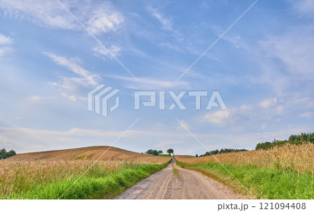 Copyspace on blue sky background with clouds on the horizon and dirt road pathway between a wheat field in Sweden. Journey through a calm and picturesque landscape on lush pastures in the countryside Copyspace on blue sky background with clouds on the horizon and dirt road pathway between a wheat field in Sweden. Journey through a calm and picturesque landscape on lush pastures in the countryside 121094408