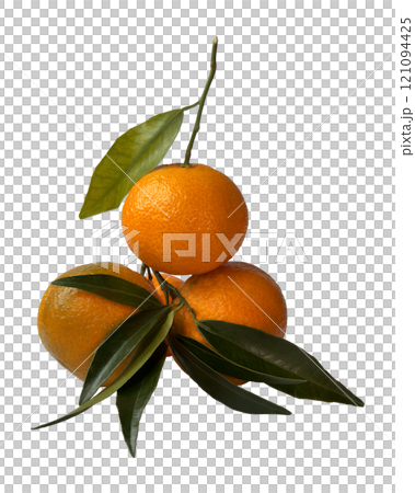 Mandarin isolated. Citrus branch without background. Fresh, tropical food. Superfood, orange fruit 121094425