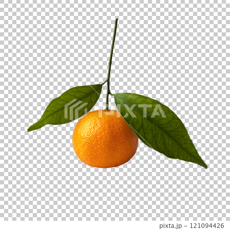 Citrus branch without background. Mandarin isolated. Fresh, summer fruits. Superfood. Vitamin C. Citrus branch without background. Mandarin isolated. Fresh, summer fruits. Superfood. Vitamin C. 121094426