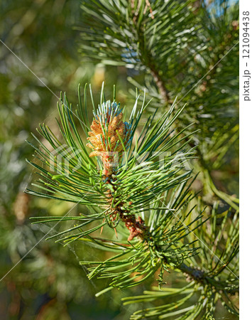 Closeup of a pine tree branch growing in a nature park or garden. Coniferous forest plant in spring on blur background. Pollen cone on the tip of a tree in summer. Indigenous Norway pine needle plant Closeup of a pine tree branch growing in a nature park or garden. Coniferous forest plant in spring on blur background. Pollen cone on the tip of a tree in summer. Indigenous Norway pine needle plant 121094438
