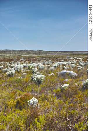 Fynbos in Table Mountain National Park, Cape of Good Hope, South Africa. Scenic landscape with fine bush indigenous plant and flower species growing in nature with blue sky background and copyspace 121094441
