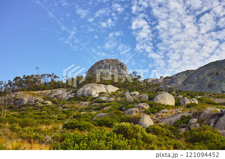 Fynbos in Table Mountain National Park, Cape of Good Hope, South Africa. Closeup of scenic landscape environment with fine bush indigenous plant and flower species growing in a nature reserve Fynbos in Table Mountain National Park, Cape of Good Hope, South Africa. Closeup of scenic landscape environment with fine bush indigenous plant and flower species growing in a nature reserve 121094452