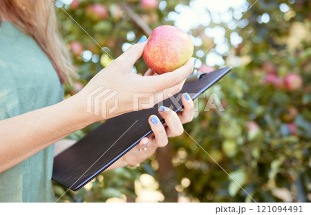 Closeup of female farm worker holding an apple and a notepad on a fruit farm during harvest season. Caucasian female farmer between apple trees on a sunny day. Closeup of female farm worker holding an apple and a notepad on a fruit farm during harvest season. Caucasian female farmer between apple trees on a sunny day. 121094491