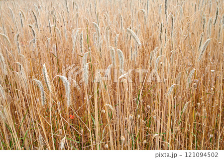 Rye or wheat grain growing on a farm in remote countryside with copy space. Detail and texture background of a sustainable local cornfield growing and sprouting after harvest season with copyspace. 121094502