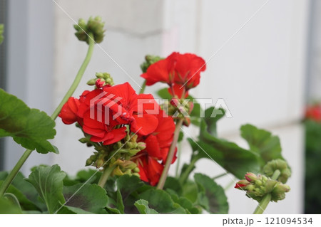 Close up of pink begonia flowers showing their textures, patterns and details in a flower 121094534