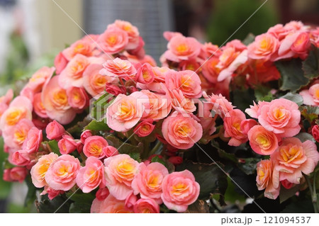 Close up of pink begonia flowers showing their textures, patterns and details in a flower 121094537