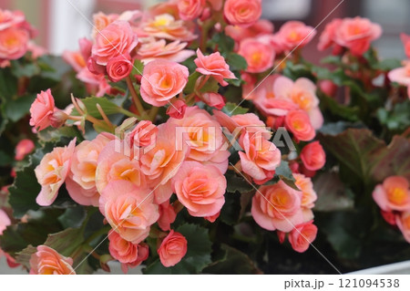 Close up of pink begonia flowers showing their textures, patterns and details in a flower 121094538