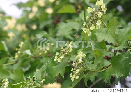 Blooming Guelder rose Viburnum opulus in a beautiful evening light.  121094541