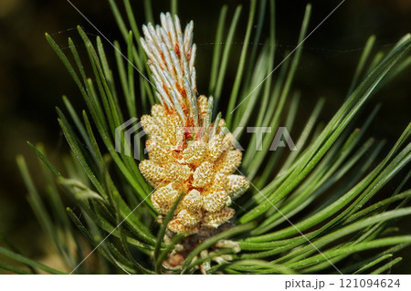 Closeup of a pine tree branch isolated on a black background. Unique plant growing in a dark evergreen boreal forest with copy space. Coniferous timber with fragrant thin green needles in Denmark 121094624
