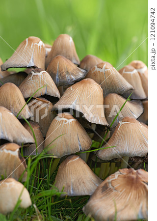 Cluster of mushrooms and bright green grass growing in a garden in spring. Bunch of poisonous fungus spreading in a field in nature on a sunny day. Ink cap or Coprinellus micaceus plant background 121094742