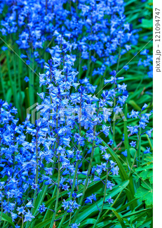 Bluebell Scilla Siberica, blue flowers. Popular landscape plant can be invasive. Squill readily spreads itself and is hardy and cold tolerant. Starry flora often found in wooded areas in early spring Bluebell Scilla Siberica, blue flowers. Popular landscape plant can be invasive. Squill readily spreads itself and is hardy and cold tolerant. Starry flora often found in wooded areas in early spring 121094747