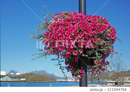 My garden. A landscape view of a pink Surfina flower with long vines hanging on a pole. A beautiful image of a cityside street with a pole covered with a pink flower under a bright blue sky. 121094766