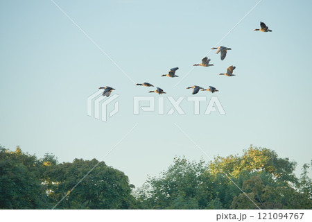 Flock of geese or ducks migrating and flying in formation together against blue sky with copyspace. A united group of avian wildlife in flight, searching for open water and food habitat. Duck hunting Flock of geese or ducks migrating and flying in formation together against blue sky with copyspace. A united group of avian wildlife in flight, searching for open water and food habitat. Duck hunting 121094767