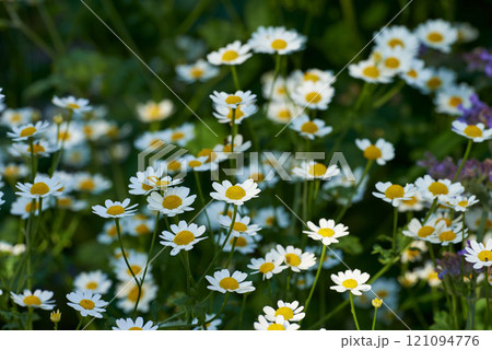 Daisy flower growing in a field or botanical garden on a sunny day outdoors. Marguerite or english daisies from chamomile plant species blossoming in springtime. Scenic landscape of blooms in nature 121094776