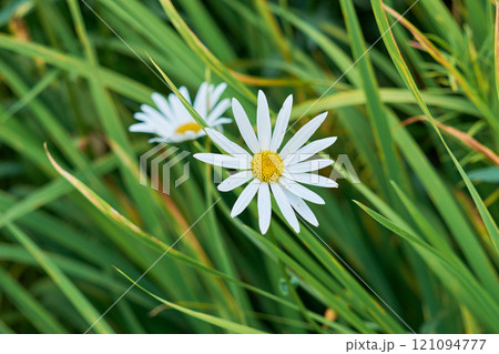 Daisy flower growing in a field or botanical garden on a sunny day outdoors. Marguerite or english daisies with white petals blooming in spring. Scenic landscape of bright plants blossoming in nature 121094777