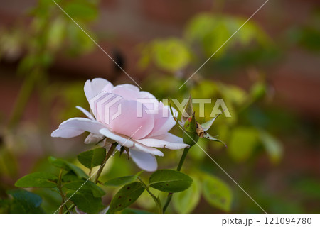 My garden. beautiful White magnolia flower on a tree with green leaves and blur background. Blossoming light pink Magnolia flower in a garden with other plants in the background on a sunny day. 121094780