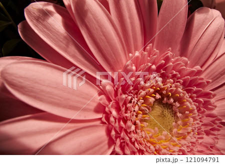 Close-up of a pink daisy flower with natural blurred background. Intentionally shot with extremely shallow depth of field. An angled view of a blooming vibrant daisy flower in a garden in a sunshine. 121094791