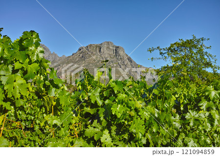 Green leaves in a vineyard with a background of a mountain and copy space. Summer day with clear blue sky copyspace in Stellenbosch, South Africa. Closeup of a vibrant nature scene on rural landscape Green leaves in a vineyard with a background of a mountain and copy space. Summer day with clear blue sky copyspace in Stellenbosch, South Africa. Closeup of a vibrant nature scene on rural landscape 121094859