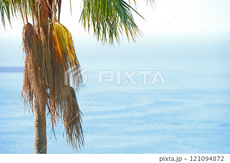 A palm tree with copyspace of a blue ocean and sky in summer. One coconut plant growing in a tropical holiday resort or exotic travel destination. Peaceful beach holiday on sunny island environment 121094872