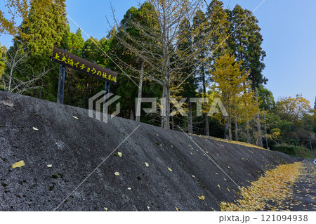 美しい黄葉とともに過ごす、上大迫イチョウの杜広場 121094938
