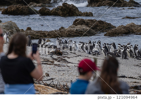 People watching penguins on Atlantic coast. Travel destination People watching penguins on Atlantic coast. Travel destination 121094964
