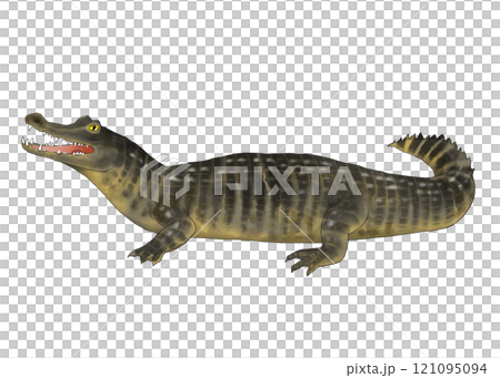 南米のワニのイラスト 南米のワニのイラスト 121095094