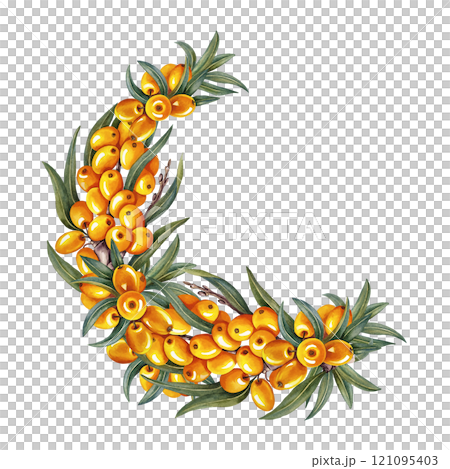 A branch with sea buckthorn berries. Hand-made watercolor illustration. Isolate. For cosmetology and pharmaceuticals. For the design of packaging, labels, recipes and posters. A branch with sea buckthorn berries. Hand-made watercolor illustration. Isolate. For cosmetology and pharmaceuticals. For the design of packaging, labels, recipes and posters. 121095403