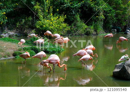 Several flamingos stand elegantly in shallow water, their soft white feathers with pink accents reflecting in the calm water. The lush greenery and wooden barrier add to the serene wildlife setting 121095540