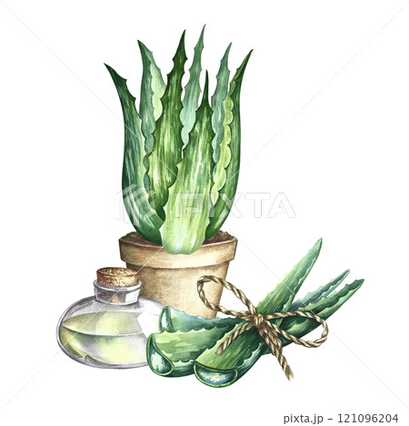 Aloe vera. An aloe vera bush in a pot, cut aloe leaves and a bottle of aloe gel. A hand-drawn watercolor illustration. For labels and packaging of cosmetics, perfumes and pharmaceuticals. 121096204