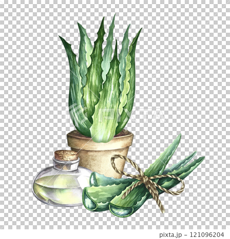 Aloe vera. An aloe vera bush in a pot, cut aloe leaves and a bottle of aloe gel. A hand-drawn watercolor illustration. For labels and packaging of cosmetics, perfumes and pharmaceuticals. 121096204