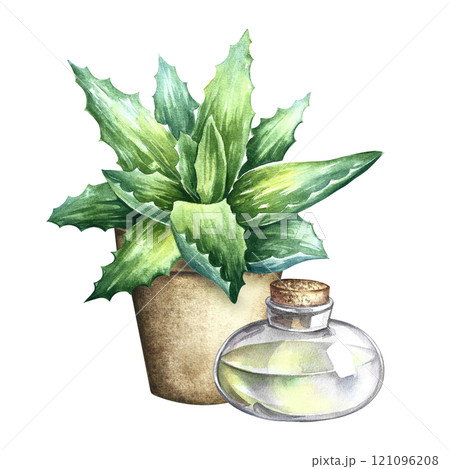 Aloe vera. A bush of aloe vera in a pot and a bottle of aloe juice. A hand-drawn watercolor illustration. Isolate it. For labels and packaging of cosmetics, perfumes and pharmaceuticals. For stickers. 121096208