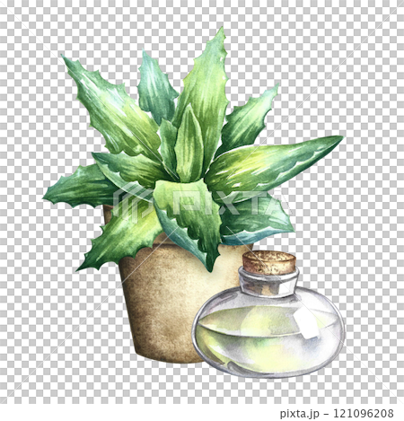 Aloe vera. A bush of aloe vera in a pot and a bottle of aloe juice. A hand-drawn watercolor illustration. Isolate it. For labels and packaging of cosmetics, perfumes and pharmaceuticals. For stickers. 121096208