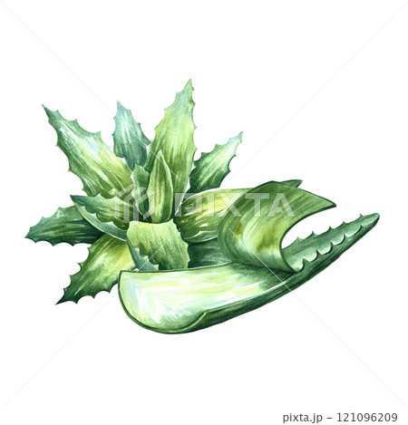 Aloe vera. An aloe vera bush and a peeled aloe leaf. A hand-drawn watercolor illustration. Isolate it. For labels and packaging of cosmetics, perfumes and pharmaceuticals. For stickers and prints. 121096209