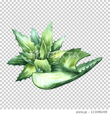 Aloe vera. An aloe vera bush and a peeled aloe leaf. A hand-drawn watercolor illustration. Isolate it. For labels and packaging of cosmetics, perfumes and pharmaceuticals. For stickers and prints. Aloe vera. An aloe vera bush and a peeled aloe leaf. A hand-drawn watercolor illustration. Isolate it. For labels and packaging of cosmetics, perfumes and pharmaceuticals. For stickers and prints. 121096209