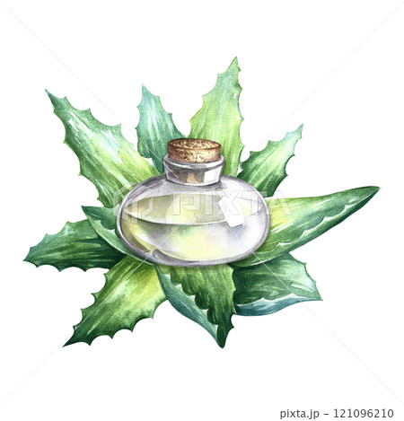 Aloe vera. A bush of aloe vera and a jar of aloe vera juice. A hand-drawn watercolor illustration. Isolate. For labels and packaging of cosmetics, perfumes and medical products, labels. Aloe vera. A bush of aloe vera and a jar of aloe vera juice. A hand-drawn watercolor illustration. Isolate. For labels and packaging of cosmetics, perfumes and medical products, labels. 121096210